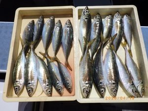 アジ(マアジ)