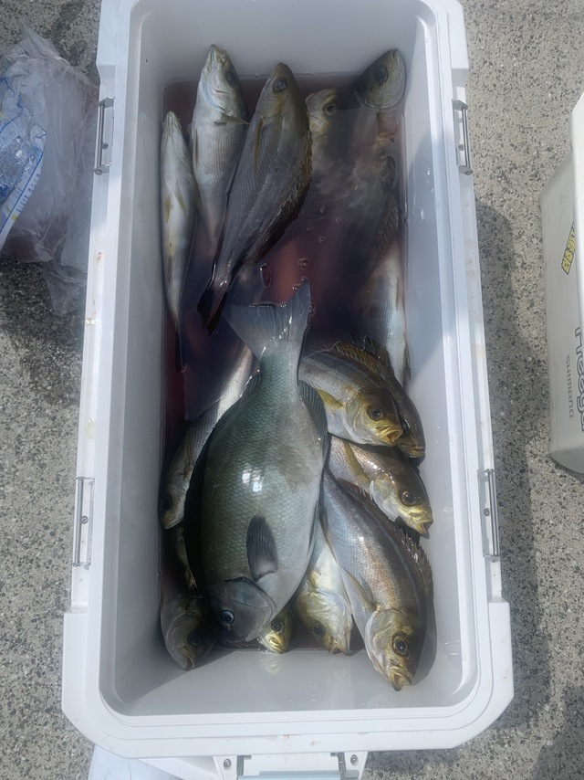 メジナ・イサキ