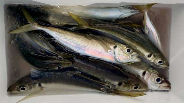アジ(マアジ)