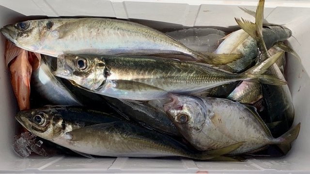アジ(マアジ)