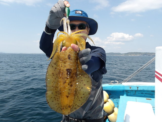 アオリイカ