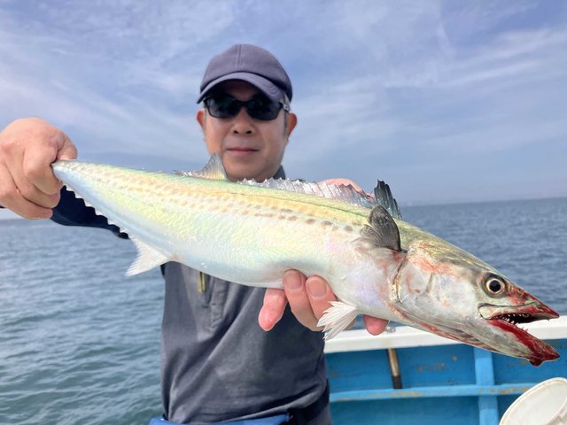 サゴシ(サワラ)