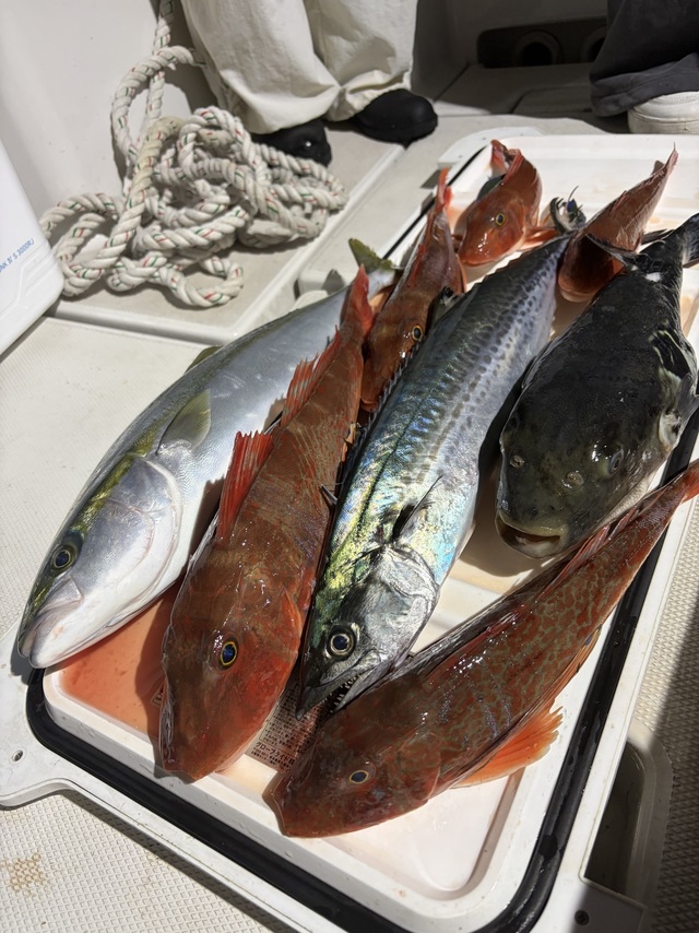イナダ(ブリ)・サワラ・カサゴ・ホウボウ・トラフグ