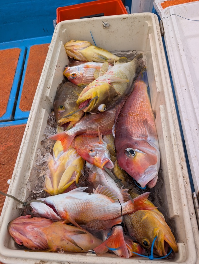 アオナ(アオハタ)・アマダイ(アカアマダイ)