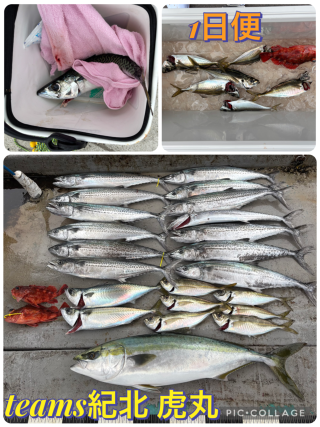 アジ(マアジ)・メジロ(ブリ)・マサバ・サゴシ(サワラ)・ガシラ(カサゴ)