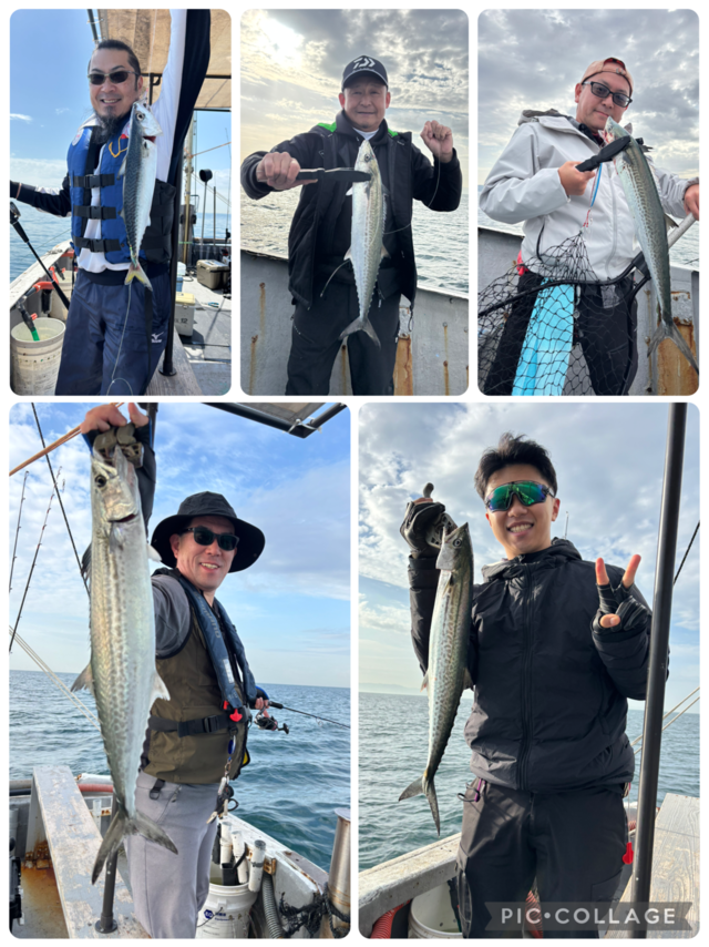 サゴシ(サワラ)