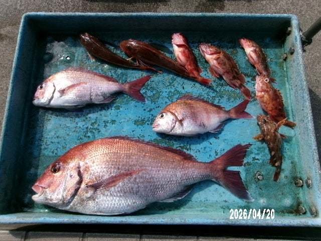 タイ(マダイ)・カサゴ・ホウボウ