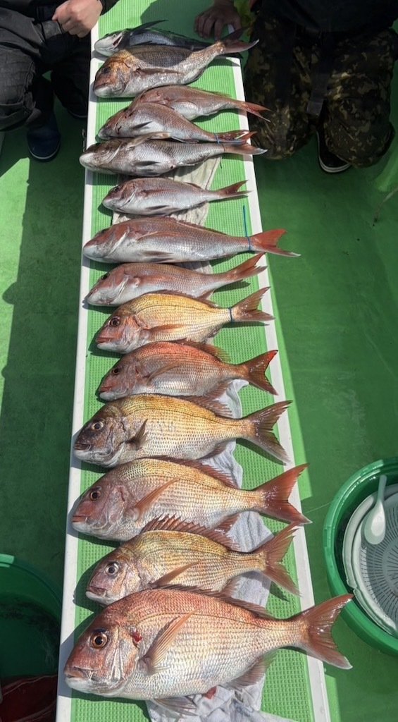 マダイ・クロダイ