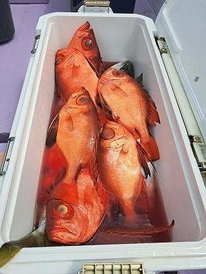 キントキ(チカメキントキ)