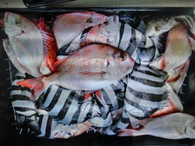 マダイ・チダイ・サンバソウ(イシダイ)