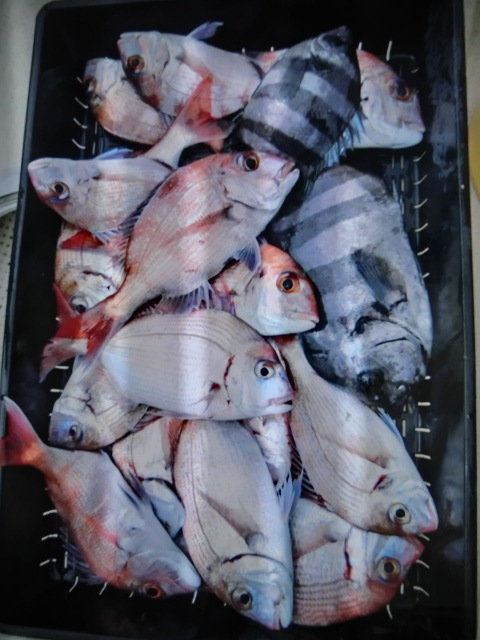 マダイ・チダイ・サンバソウ(イシダイ)