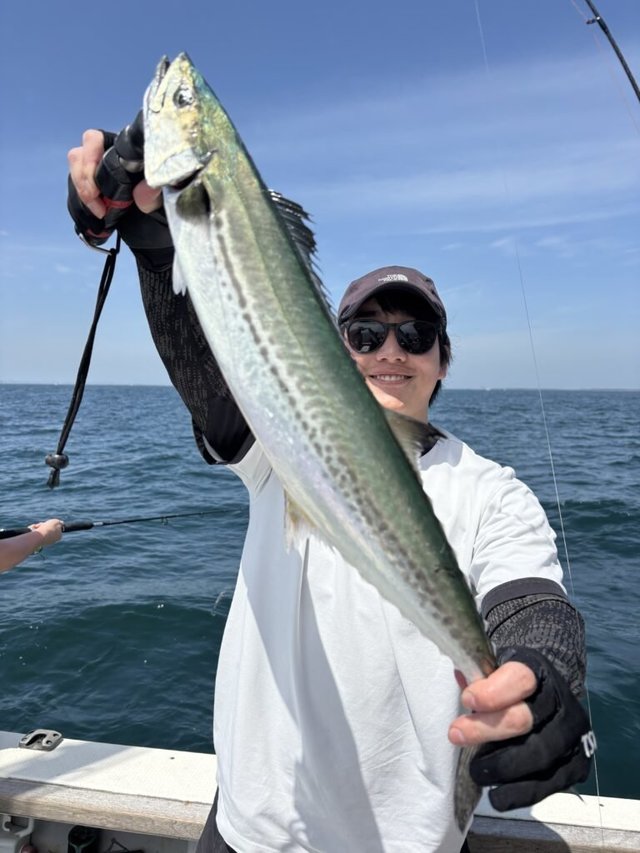 サゴシ(サワラ)