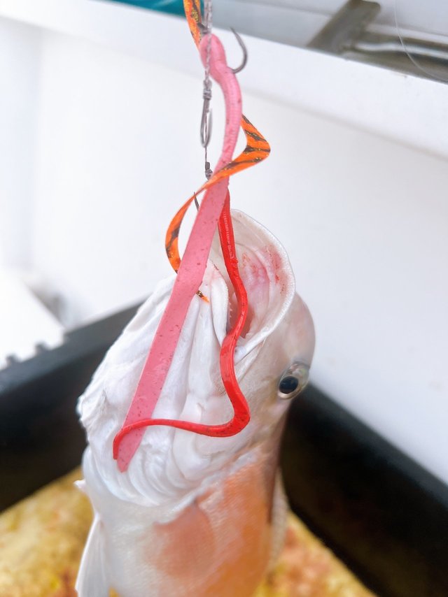 シロアマダイ