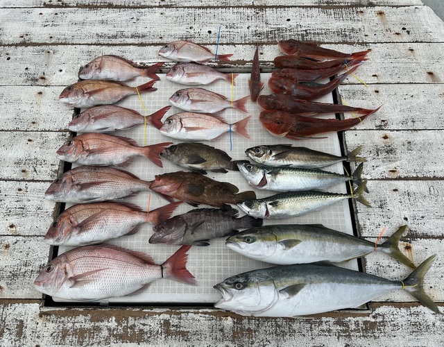 マダイ・ハナダイ(チダイ)・マハタ・キジハタ・アジ(マアジ)・イナダ(ブリ)・サバ(マサバ)・クロメバル(メバル)・ホウボウ・カナガシラ