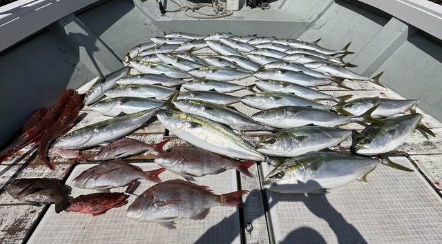マダイ・イナダ(ブリ)・ワラサ(ブリ)・カサゴ・メバル・ホウボウ・カナガシラ