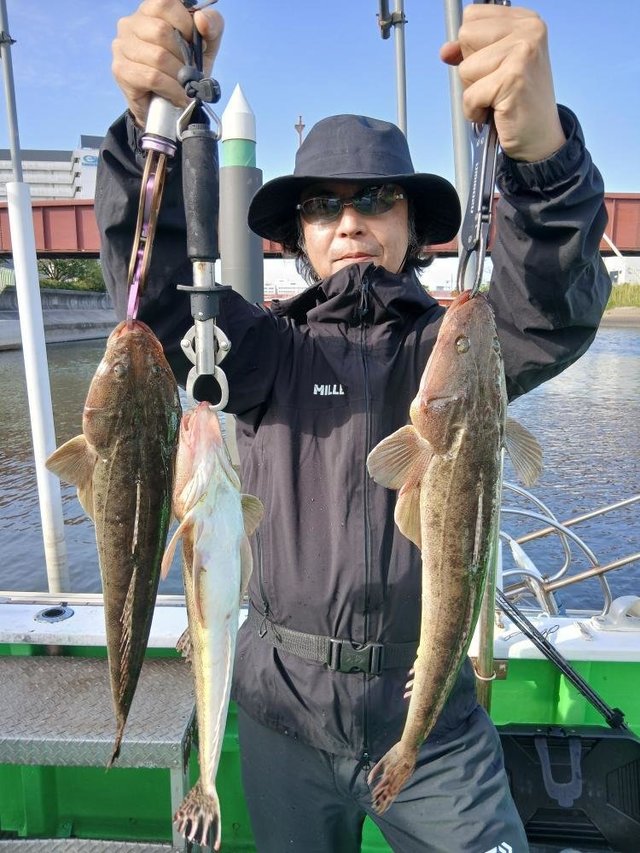 マゴチ