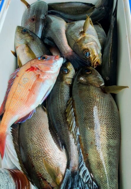 マダイ・イサキ