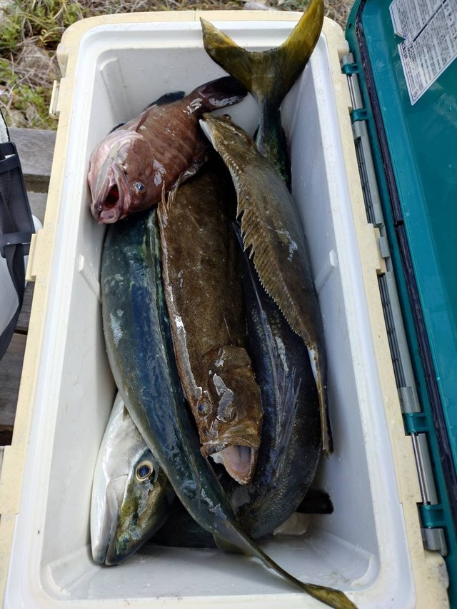 ワラサ(ブリ)・ヒラメ