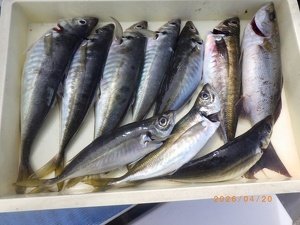 アジ(マアジ)
