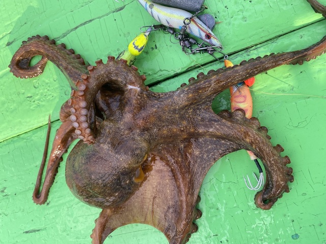 マダコ