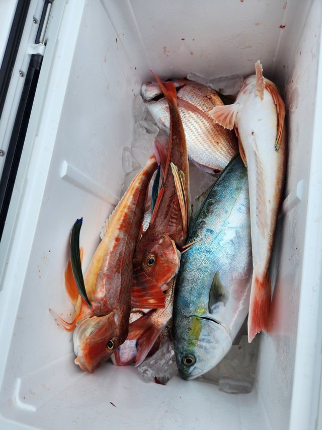 マダイ・イナダ(ブリ)・ホウボウ