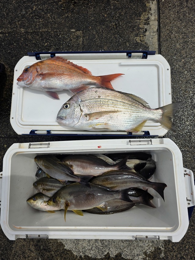 マダイ・イサキ