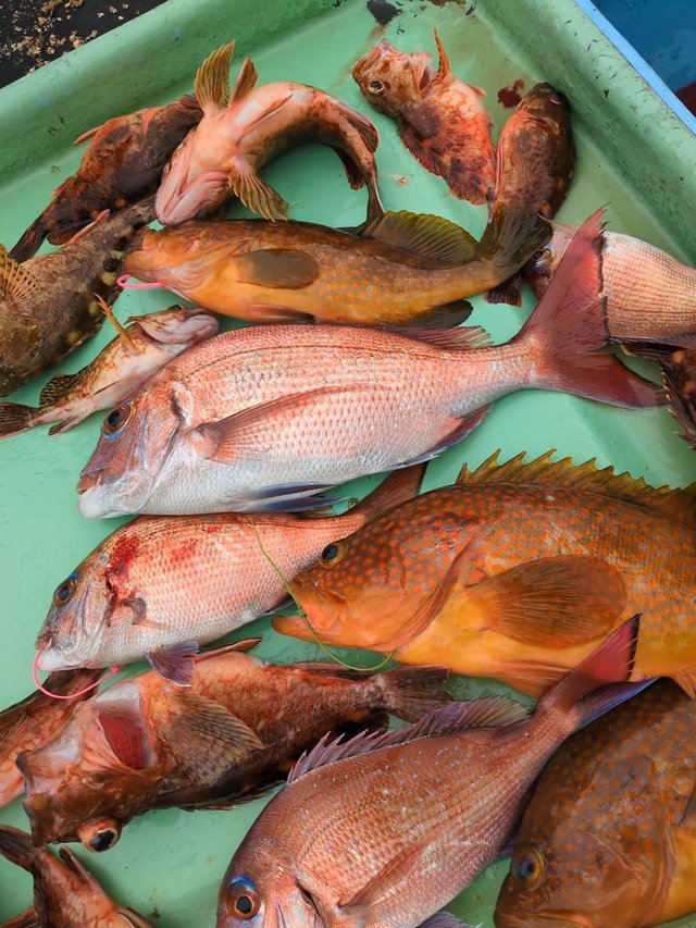 マダイ・アコウ(キジハタ)・アラカブ(カサゴ)