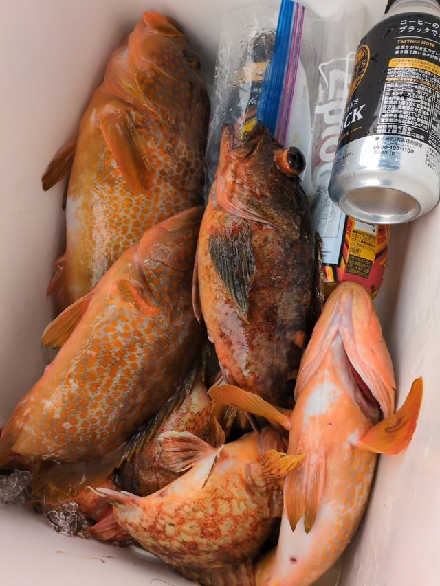 アコウ(キジハタ)