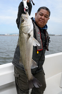 シーバス(スズキ)