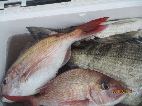 マダイ・クロダイ