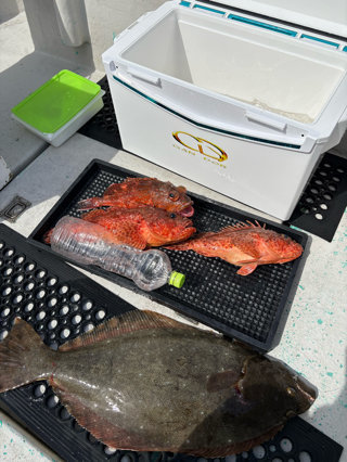 オニカサゴ・ヒラメ