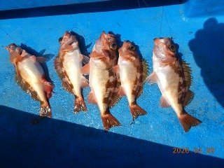 オキメバル(ウスメバル)