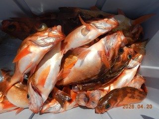 オキメバル(ウスメバル)