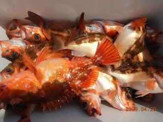 オキメバル(ウスメバル)