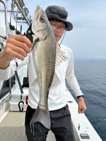 シーバス(スズキ)