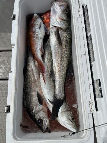 マダイ・シーバス(スズキ)