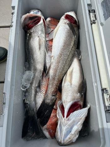 マダイ・シーバス(スズキ)