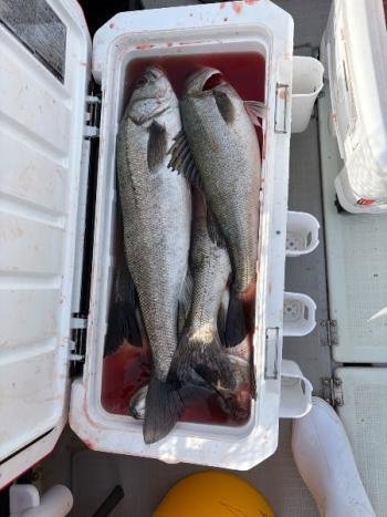 シーバス(スズキ)