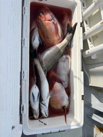 マダイ・シーバス(スズキ)