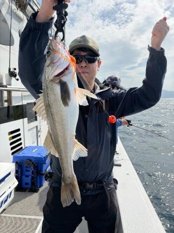 シーバス(スズキ)