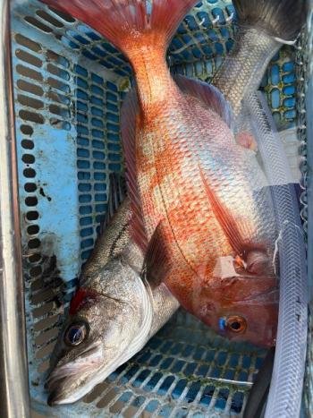 マダイ・シーバス(スズキ)