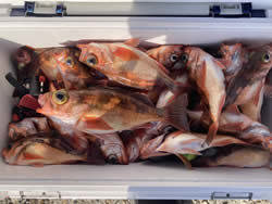 オキメバル(ウスメバル)