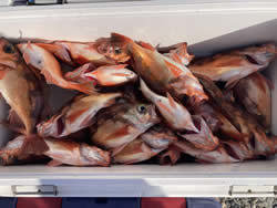 オキメバル(ウスメバル)