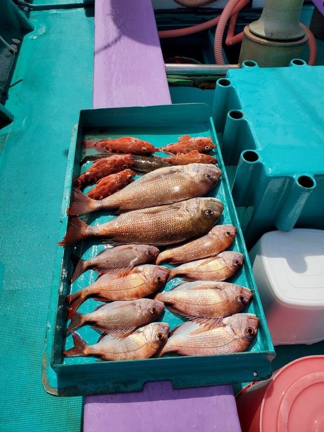 タイ(マダイ)・ガシラ(カサゴ)・ワニゴチ