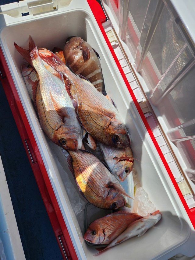 マダイ・ハナダイ(チダイ)・ハタ(マハタ)