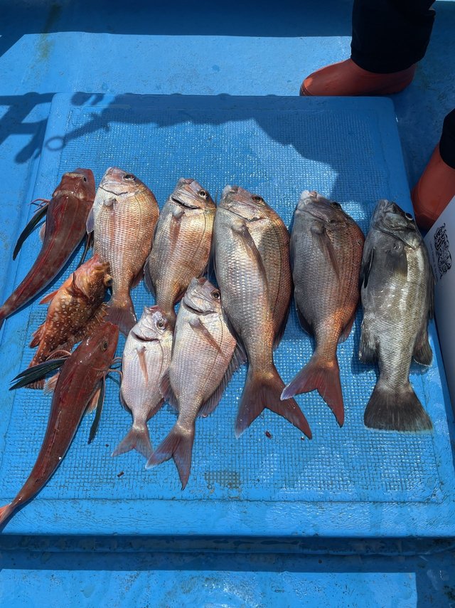 マダイ・ホウボウ