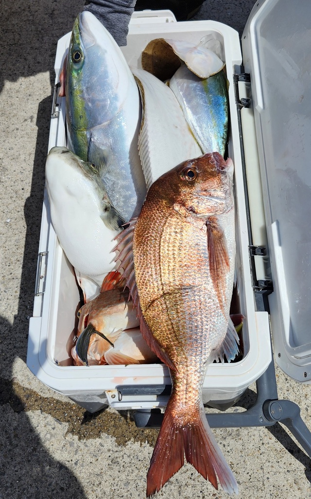 マダイ・ショウサイフグ