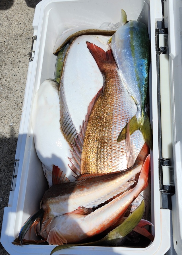 マダイ・ショウサイフグ