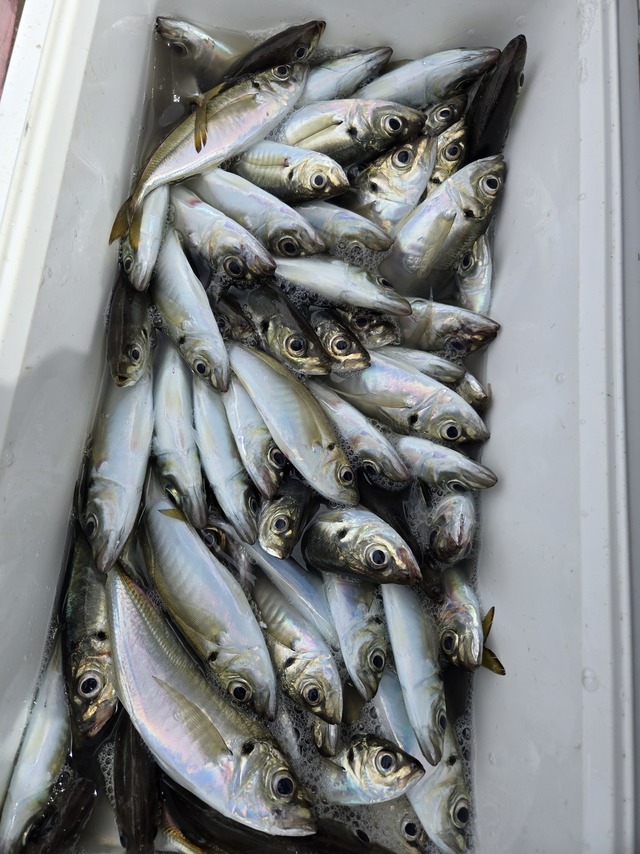 アジ(マアジ)