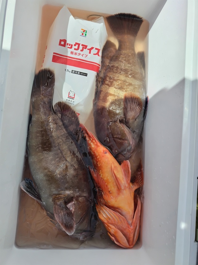 マハタ